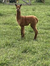 alpaca for sale