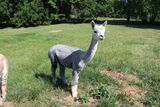 alpaca for sale