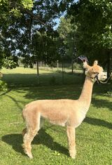 alpaca for sale