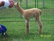 Loveable Cria