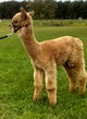 1st Cria - DORIAN'S ERAGON 2015