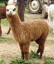 2011 Cria Female Drk Rose Grey