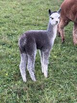 alpaca for sale