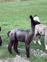 alpaca for sale