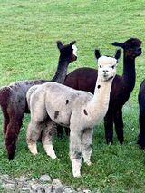 alpaca for sale