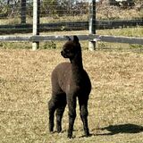 alpaca for sale