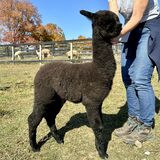 alpaca for sale