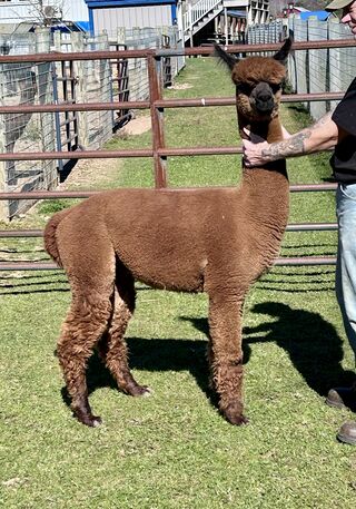 alpaca for sale