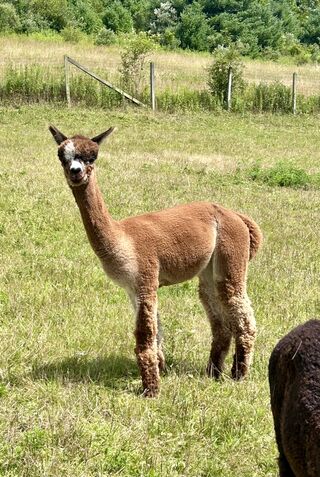 alpaca for sale