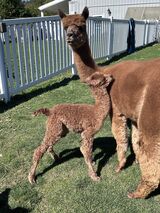 '24 cria at 4 hours old