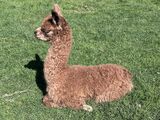 alpaca for sale