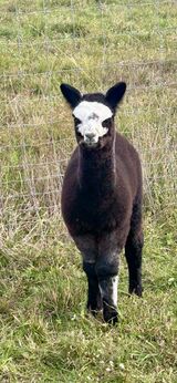 alpaca for sale