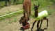 Lucy and cria (Lila)