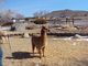 Gidgee - 2nd Magneto 2011 Cria