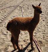 alpaca for sale