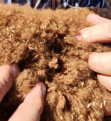 Chrysanthus Fleece