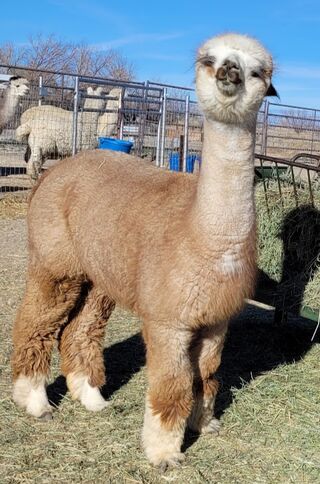 6-Month Alpaca Sponsorship Program