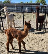 alpaca for sale