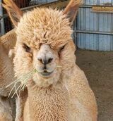 alpaca for sale