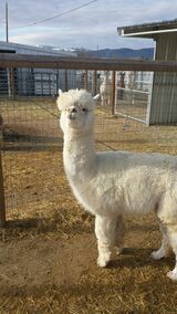 alpaca for sale