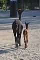 2012 Cria ROCKSTAR's Roxanne