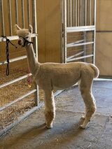 alpaca for sale