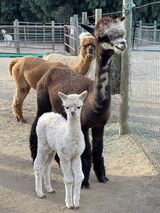 alpaca for sale