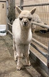 alpaca for sale