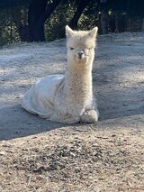 alpaca for sale