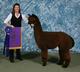 Minnesota Alpaca Expo Champion