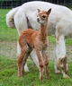 2012 Snowmass King Leonidus Cria