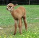 2017 Female Cria - Trixie