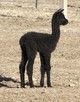 2014 Female Cria