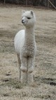 One of Tavio's cria - Octavio