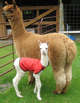 Parfait and cria (1 day old)