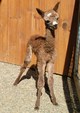 Bravo's 1st cria, Female