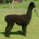 Calafia's 2009 Cria, Venus