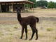 Missy's 1013 cria at 5 days old