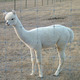 Peaches as a yearling