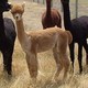 Cole's 1st cria, Fuego