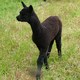 Cole's 2nd cria at 2 weeks old.