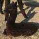 Cole's 3rd cria, day 1