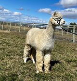 alpaca for sale