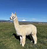 alpaca for sale