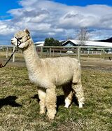 alpaca for sale