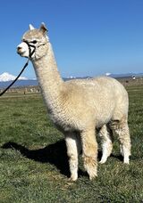 alpaca for sale