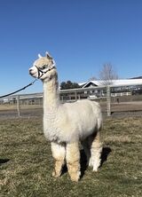 alpaca for sale