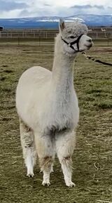 alpaca for sale