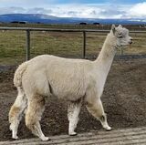 alpaca for sale