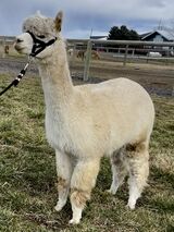 alpaca for sale